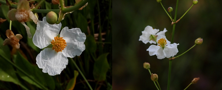 [Two photos spliced together. On the left is a close top-down view of a single bloom. The three large white petals have the appearance of wrinkled crepe. At the center are many yellow stamen in together creating a sphere of color. On the right from a main branch at approximately three inch intervals, three stems protrude around the branch. At the end of each stem is a round greenish ball except for two stems which have bloomed. The flower has three large white petals which hang downward. A center comprised of short yellow stamen stick upward.]